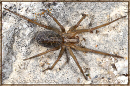 <em>Eratigena agrestis</em>