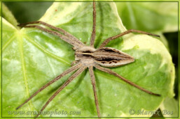 Genus <em>Pisaura</em>