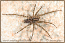 <em>Tegenaria silvestris</em>
