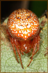 <em>Araneus alsine</em>