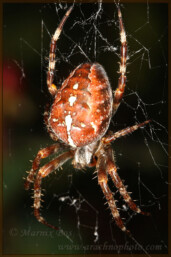 <em>Araneus diadematus</em>