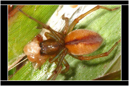 <em>Cheiracanthium erraticum</em>