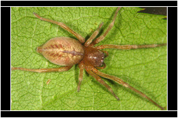 <em>Cheiracanthium striolatum</em>