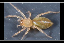 <em>Cheiracanthium virescens</em>