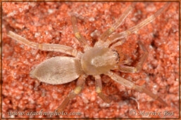 <em>Clubiona trivialis</em>