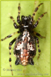 <em>Cyclosa insulana</em>