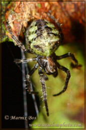 <em>Gibbaranea gibbosa</em>