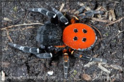 <em>Eresus kollari</em>