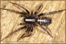 <em>Castianeira badia</em>