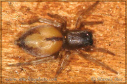 <em>Porrhoclubiona leucaspis</em>