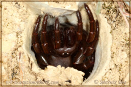 <em>Cyrtocarenum grajum</em>