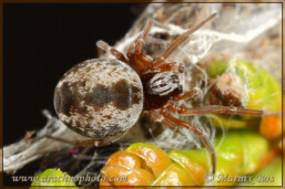 <em>Dictyna arundinacea</em>