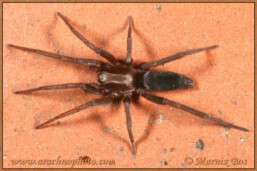 <em>Scotophaeus blackwalli</em>