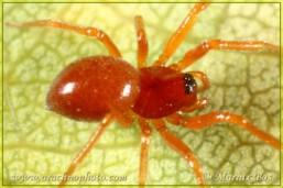 <em>Gonatium rubens</em>