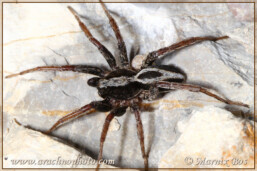 <em>Alopecosa albofasciata</em>