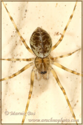 <em>Drapetisca socialis</em>