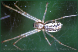 <em>Linyphia triangularis</em>