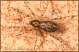 <em>Liocranum rupicola</em>