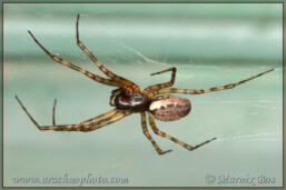 <em>Neriene montana</em>