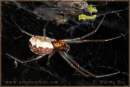 <em>Neriene peltata</em>