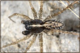 <em>Pardosa agrestis</em>