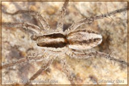 <em>Pardosa bifasciata</em>