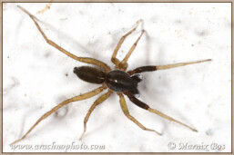 <em>Aulonia albimana</em>