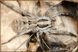 <em>Lycosa praegrandis</em>