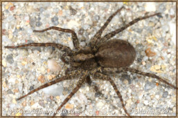 <em>Pardosa amentata</em>