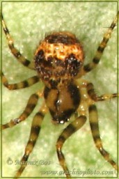 <em>Ero flammeola</em>