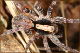 <em>Xerolycosa nemoralis</em>