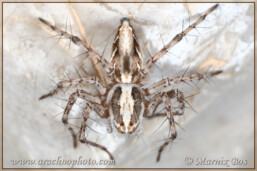 <em>Oxyopes globifer</em>