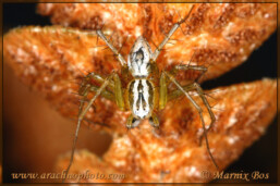 <em>Oxyopes lineatus</em>