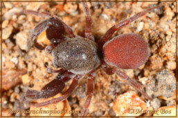 <em>Palpimanus gibbulus</em>