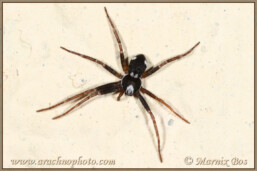 <em>Pulchellodromus bistigma</em>