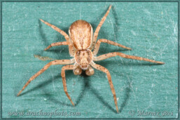 <em>Philodromus dispar</em>