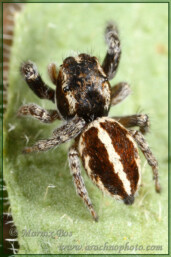 <em>Pellenes brevis</em>