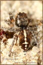 <em>Pellenes tripunctatus</em>