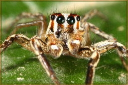 <em>Plexippus paykulli</em>