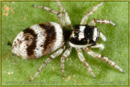 <em>Salticus iteacus</em>
