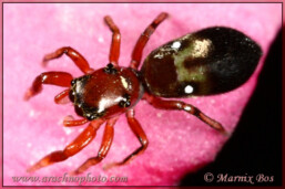 <em>Synageles dalmaticus</em>